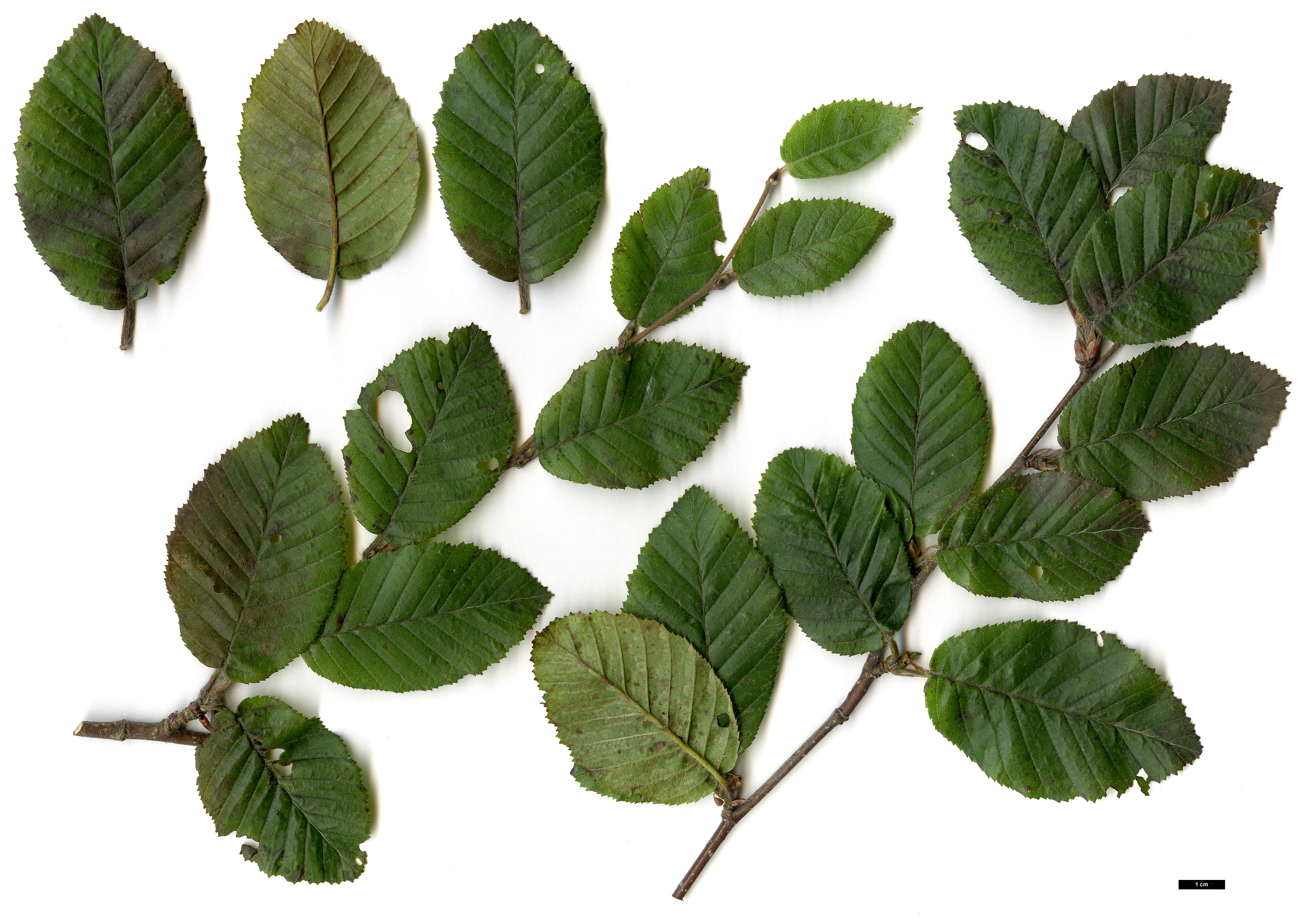 High resolution image: Family: Betulaceae - Genus: Betula - Taxon: delavayi