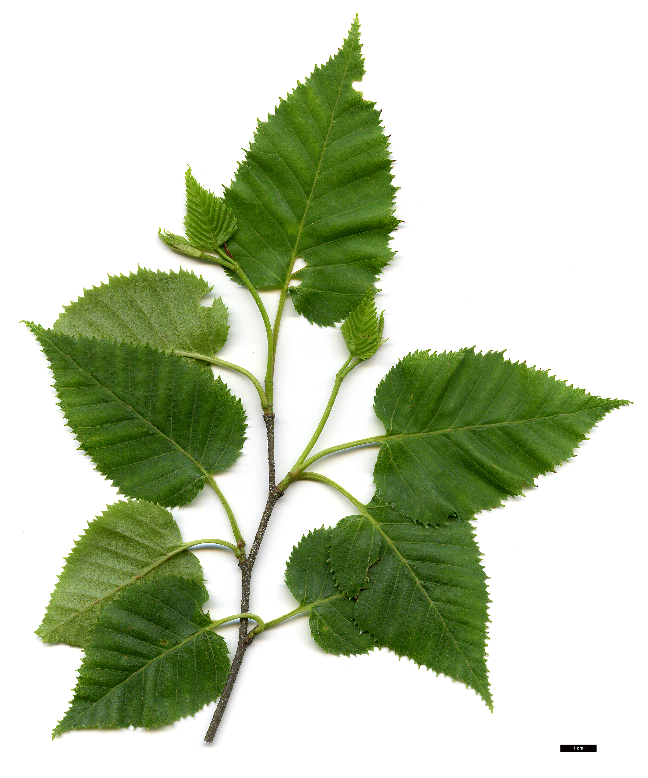 High resolution image: Family: Betulaceae - Genus: Betula - Taxon: ermanii