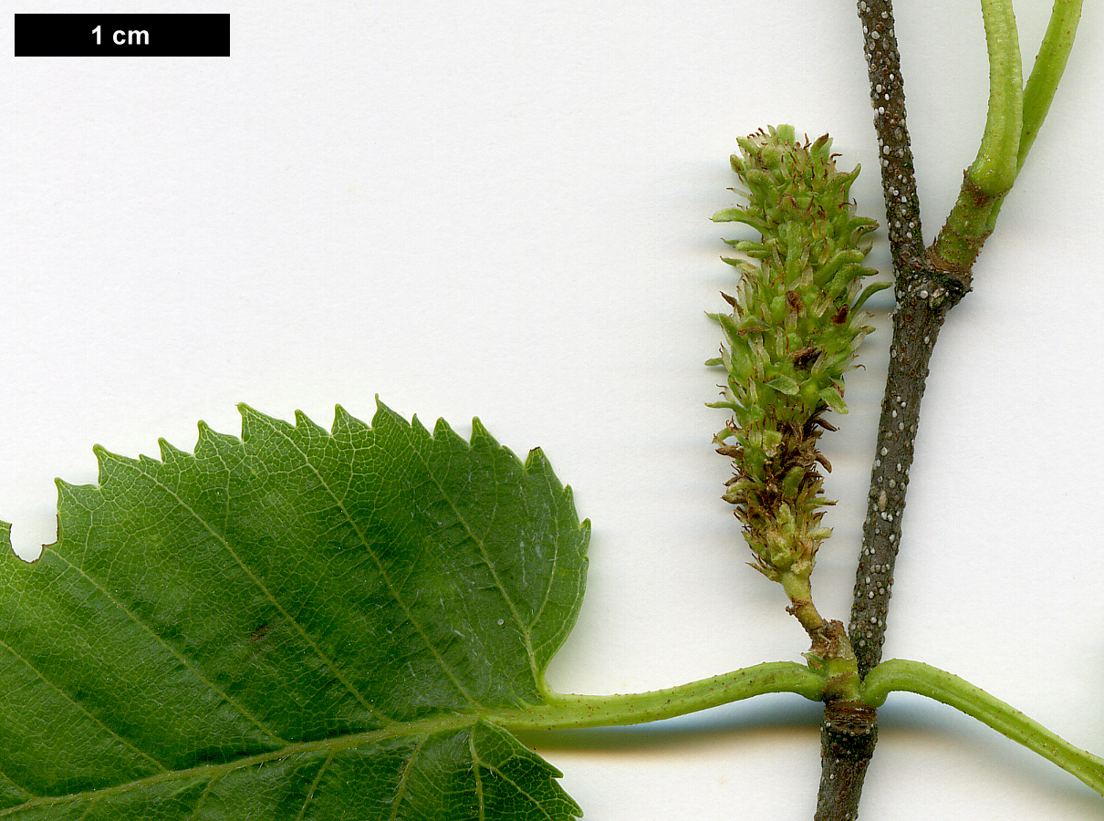 High resolution image: Family: Betulaceae - Genus: Betula - Taxon: ermanii