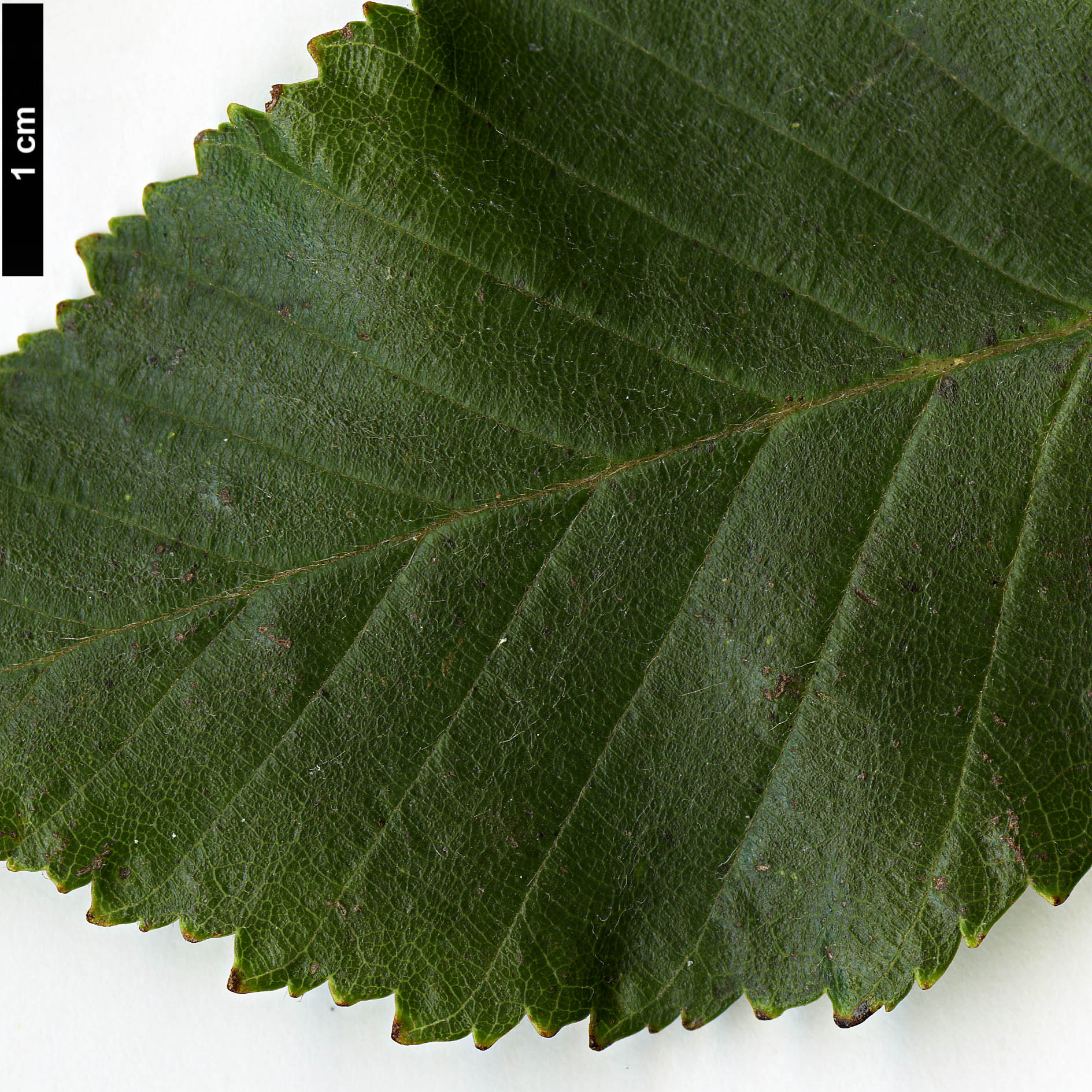 High resolution image: Family: Betulaceae - Genus: Betula - Taxon: fargesii