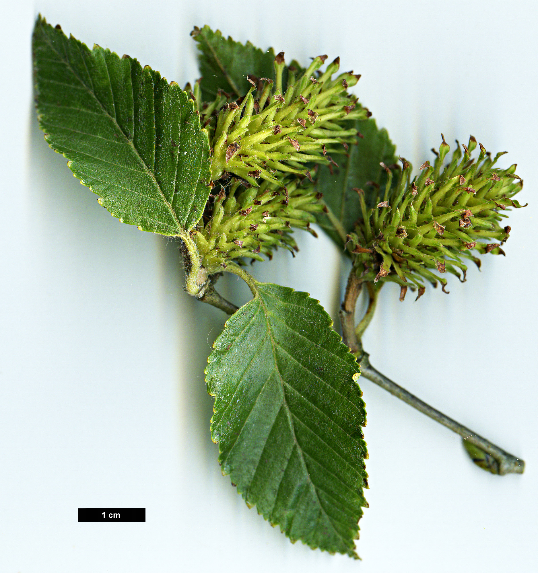 High resolution image: Family: Betulaceae - Genus: Betula - Taxon: fargesii