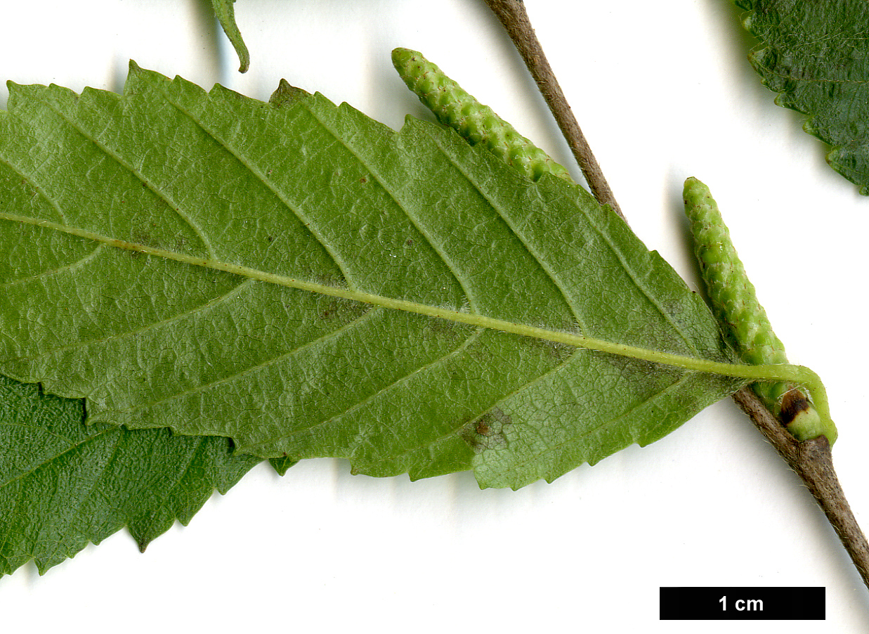 High resolution image: Family: Betulaceae - Genus: Betula - Taxon: fargesii