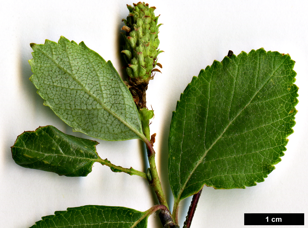 High resolution image: Family: Betulaceae - Genus: Betula - Taxon: fruticosa