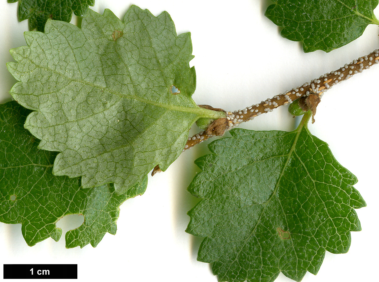 High resolution image: Family: Betulaceae - Genus: Betula - Taxon: fruticosa