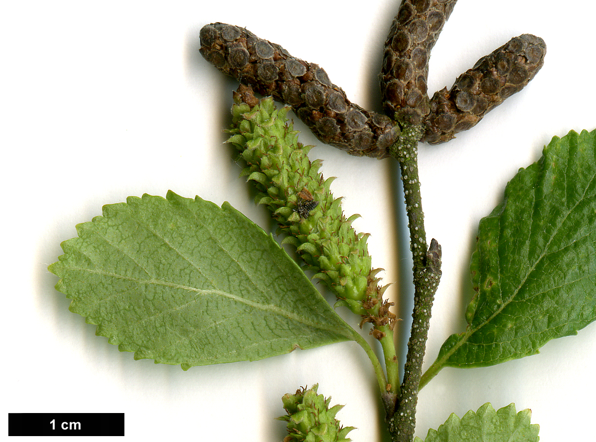 High resolution image: Family: Betulaceae - Genus: Betula - Taxon: fruticosa