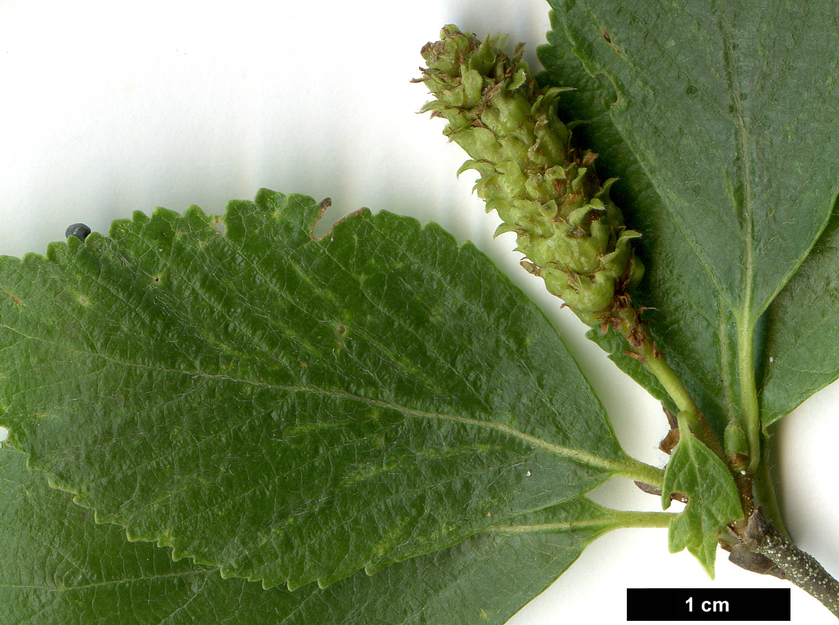 High resolution image: Family: Betulaceae - Genus: Betula - Taxon: fruticosa