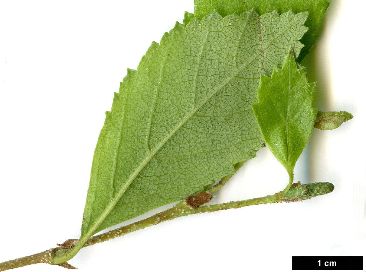 High resolution image: Family: Betulaceae - Genus: Betula - Taxon: fruticosa