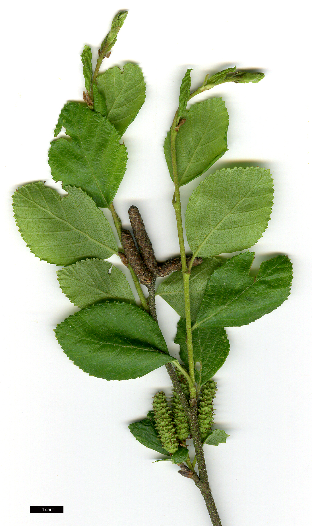 High resolution image: Family: Betulaceae - Genus: Betula - Taxon: fruticosa