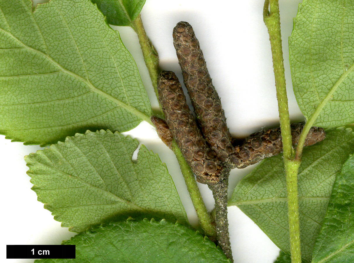 High resolution image: Family: Betulaceae - Genus: Betula - Taxon: fruticosa