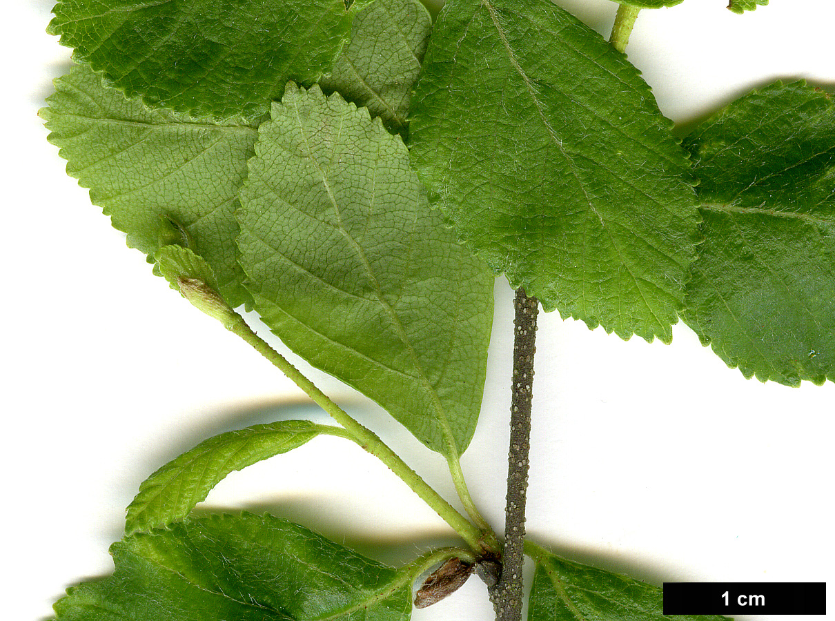 High resolution image: Family: Betulaceae - Genus: Betula - Taxon: fruticosa