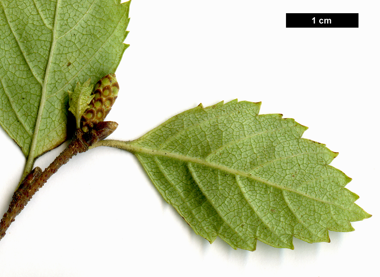 High resolution image: Family: Betulaceae - Genus: Betula - Taxon: fruticosa