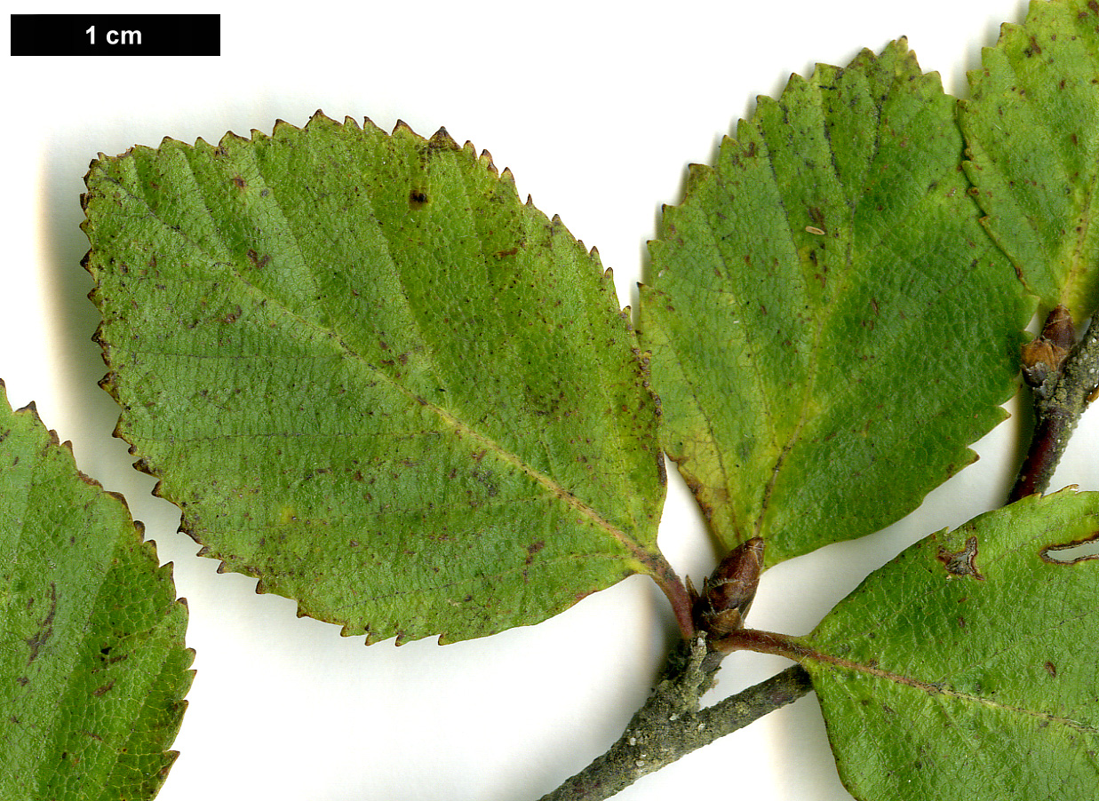 High resolution image: Family: Betulaceae - Genus: Betula - Taxon: fruticosa