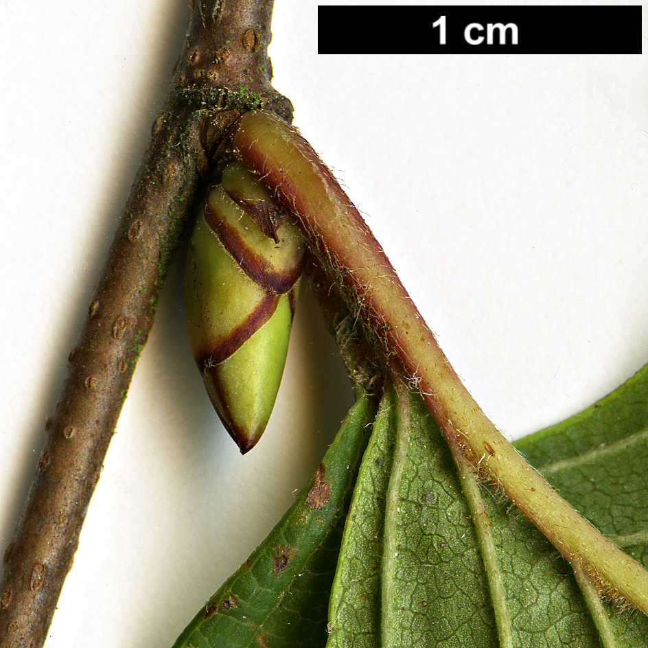 High resolution image: Family: Betulaceae - Genus: Betula - Taxon: globispica
