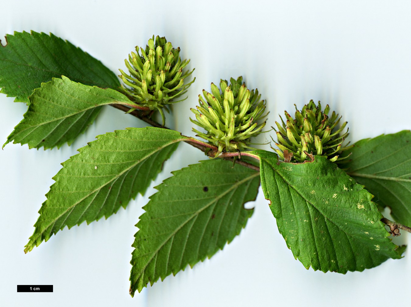 High resolution image: Family: Betulaceae - Genus: Betula - Taxon: globispica