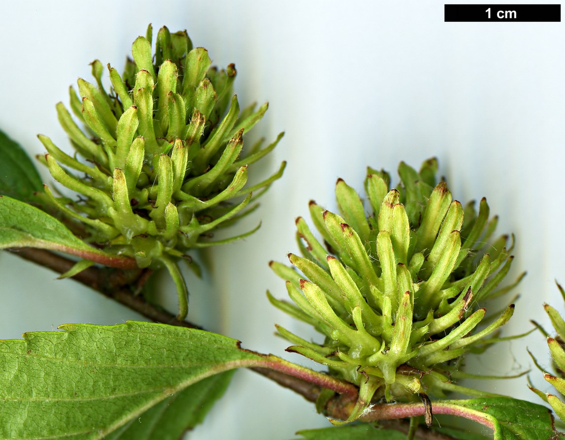 High resolution image: Family: Betulaceae - Genus: Betula - Taxon: globispica