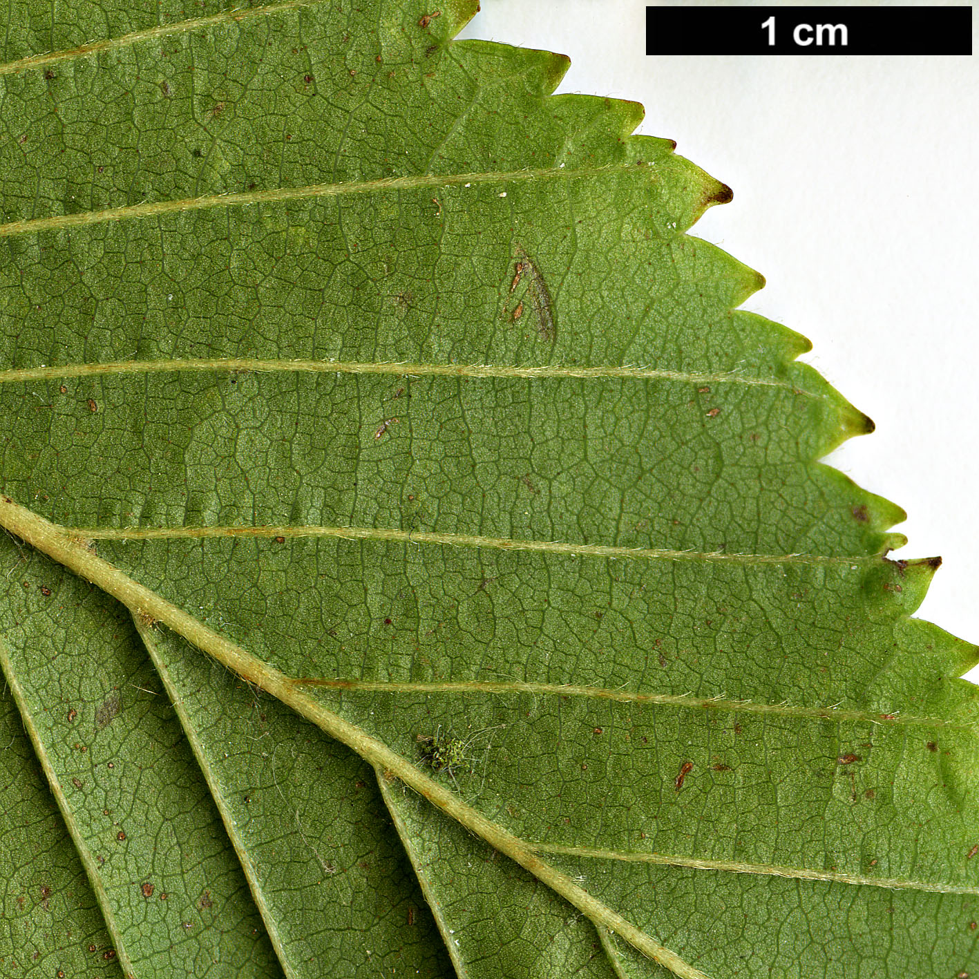 High resolution image: Family: Betulaceae - Genus: Betula - Taxon: globispica