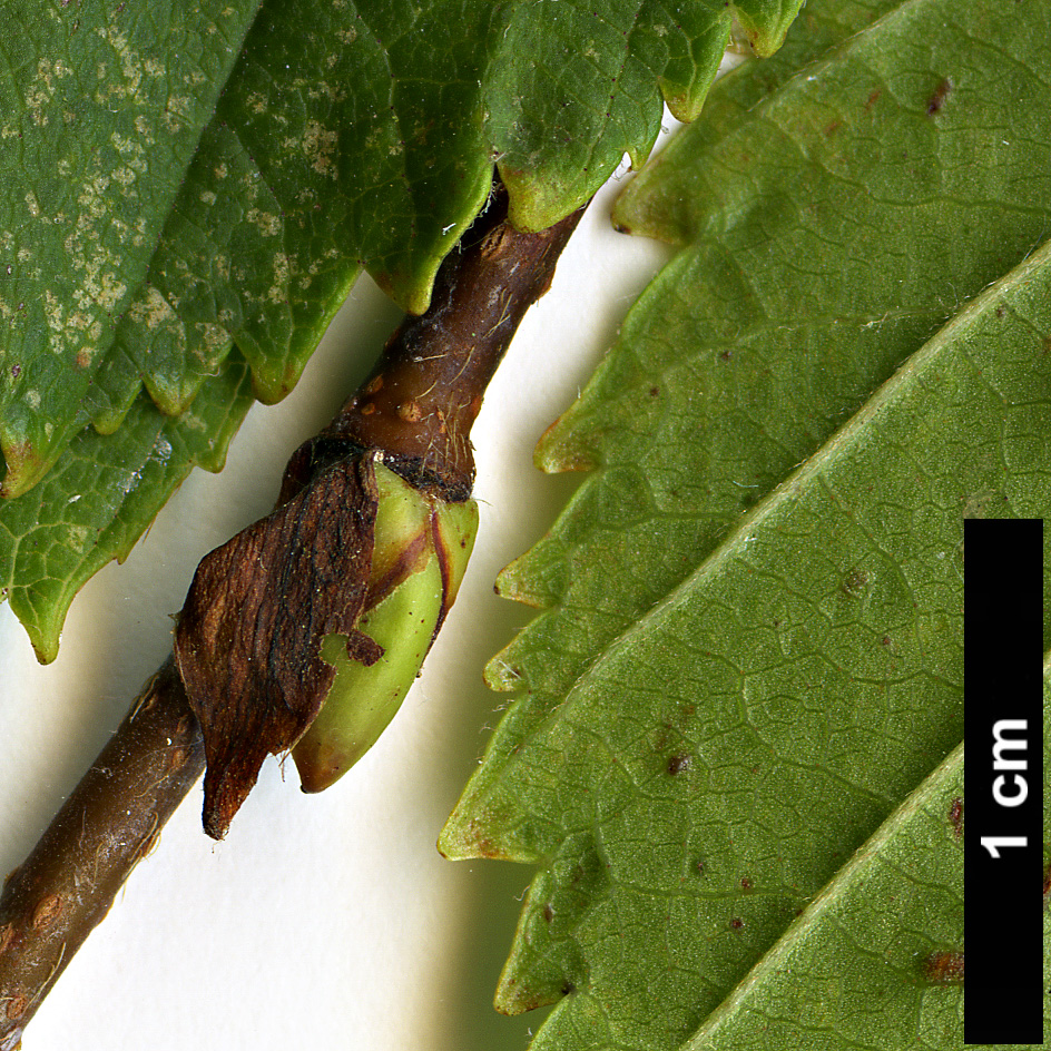 High resolution image: Family: Betulaceae - Genus: Betula - Taxon: globispica