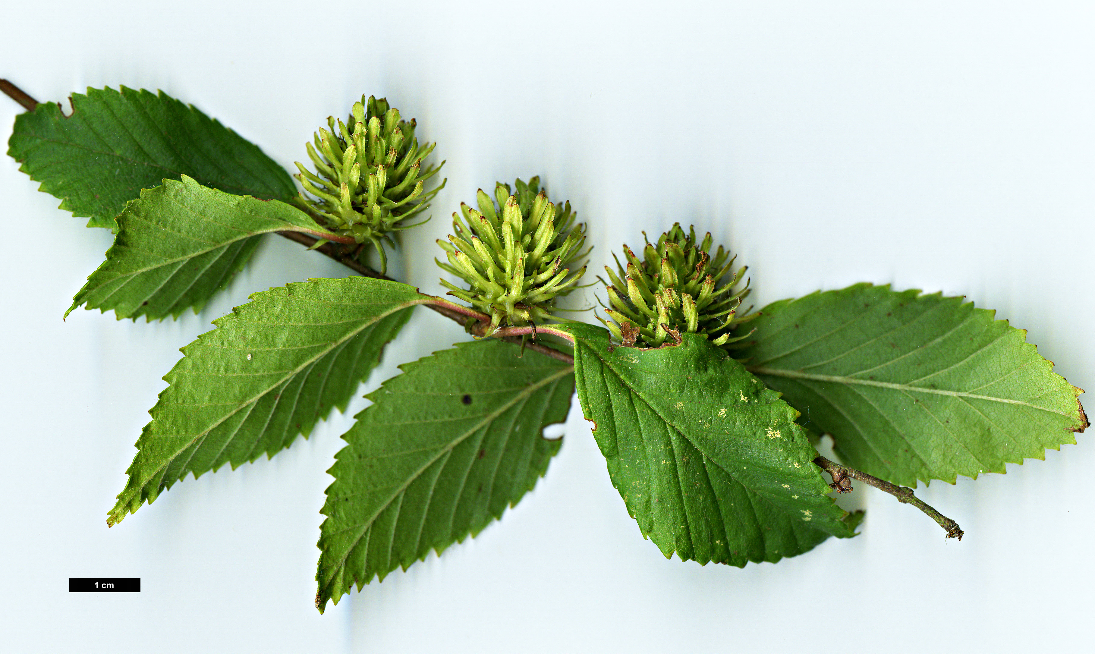 High resolution image: Family: Betulaceae - Genus: Betula - Taxon: globispica