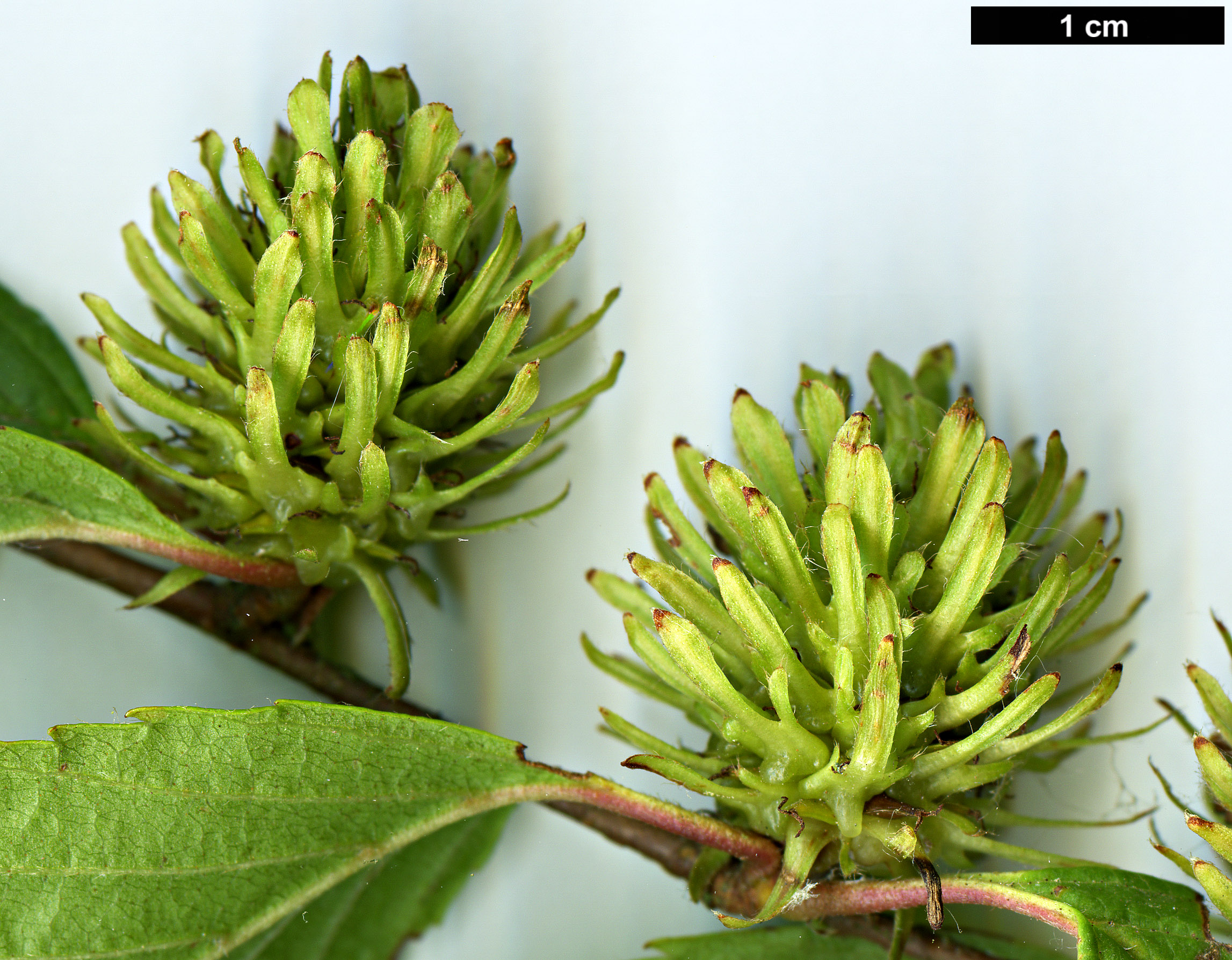 High resolution image: Family: Betulaceae - Genus: Betula - Taxon: globispica