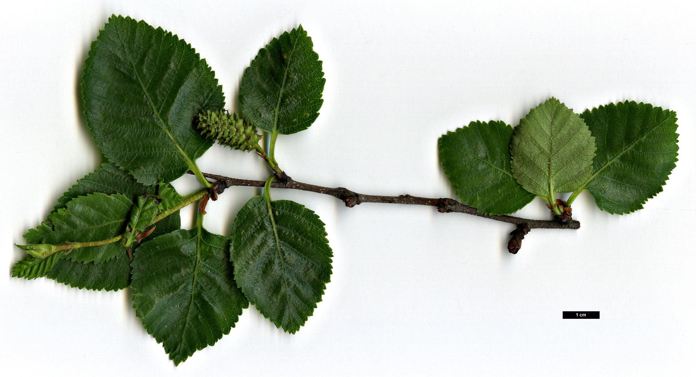 High resolution image: Family: Betulaceae - Genus: Betula - Taxon: gmelinii