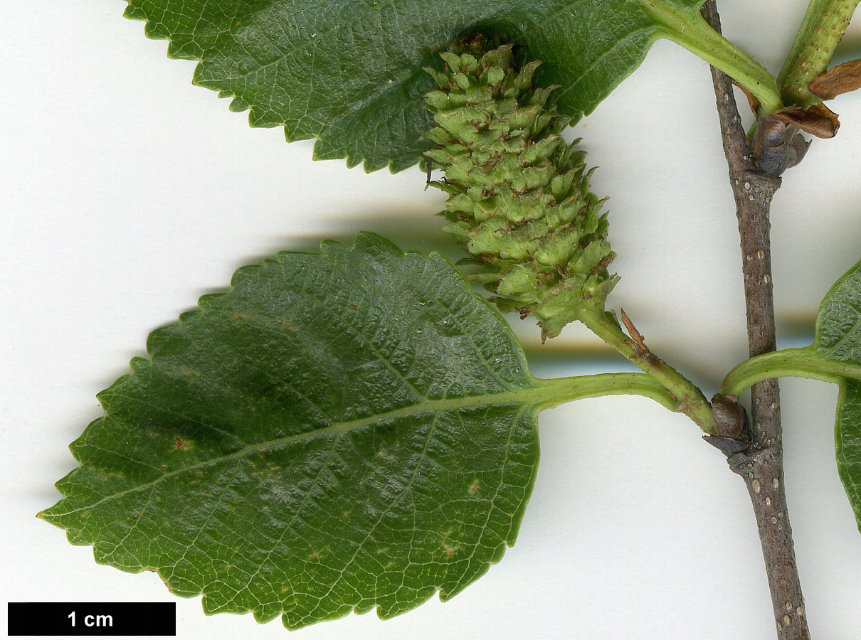 High resolution image: Family: Betulaceae - Genus: Betula - Taxon: gmelinii