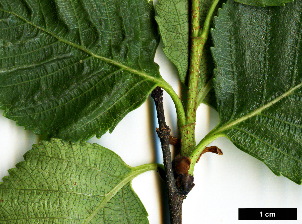 High resolution image: Family: Betulaceae - Genus: Betula - Taxon: gmelinii