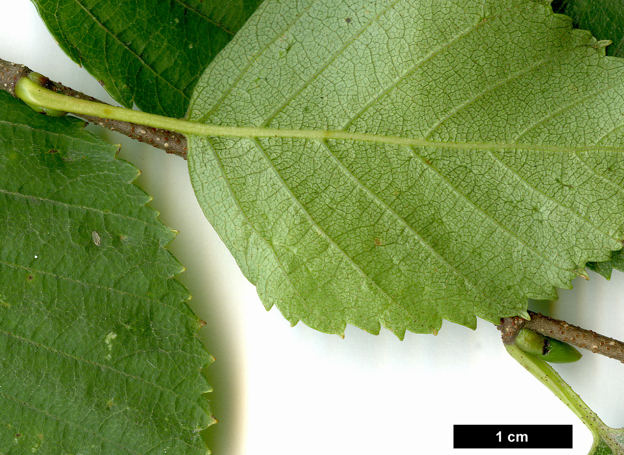 High resolution image: Family: Betulaceae - Genus: Betula - Taxon: gmelinii