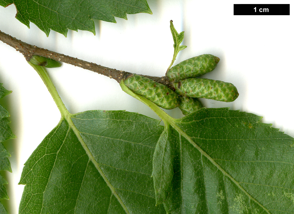 High resolution image: Family: Betulaceae - Genus: Betula - Taxon: gmelinii