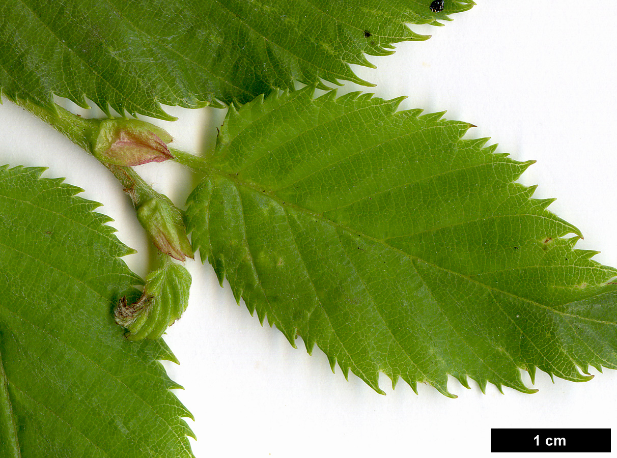 High resolution image: Family: Betulaceae - Genus: Betula - Taxon: grossa