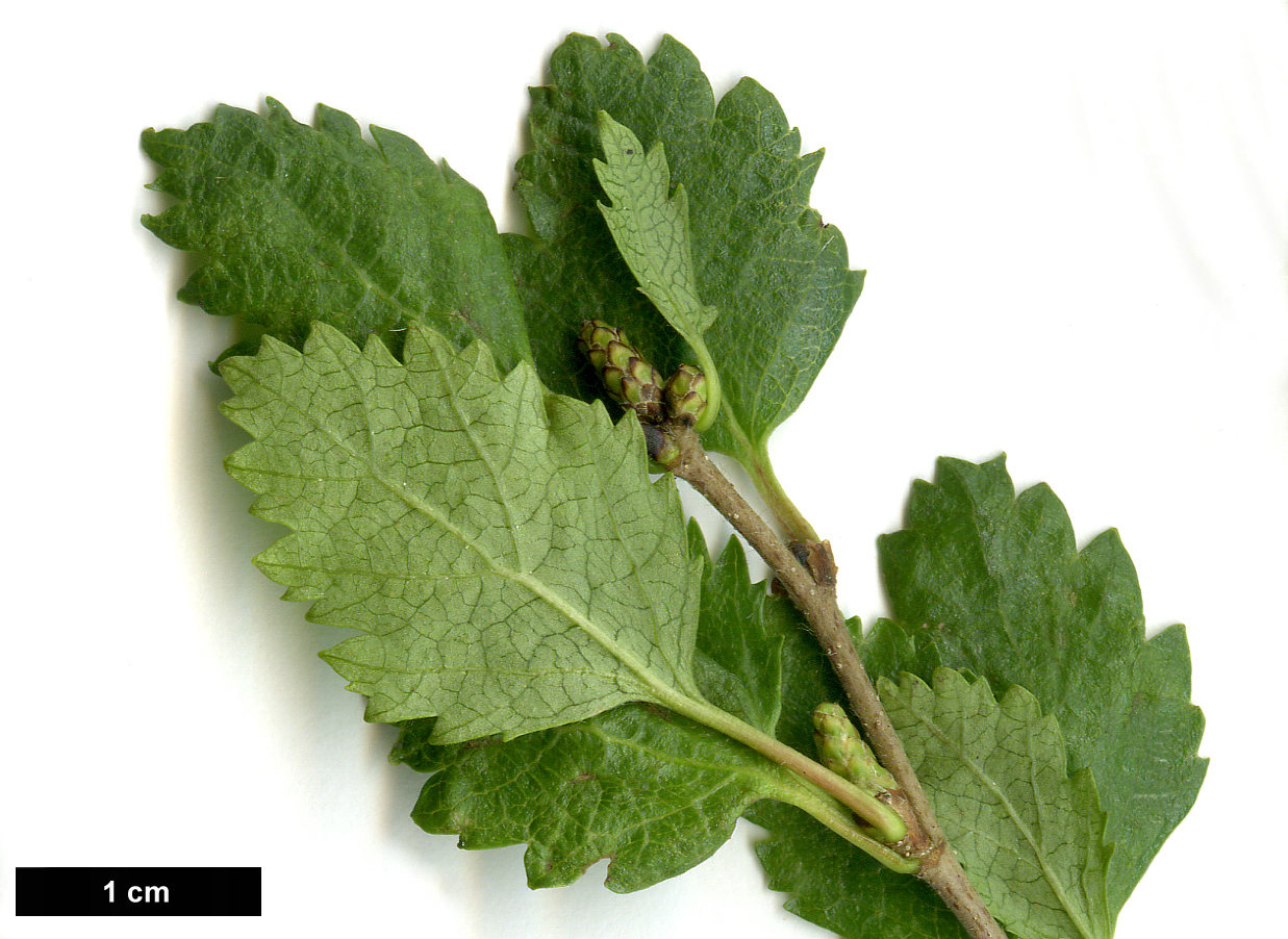High resolution image: Family: Betulaceae - Genus: Betula - Taxon: humilis
