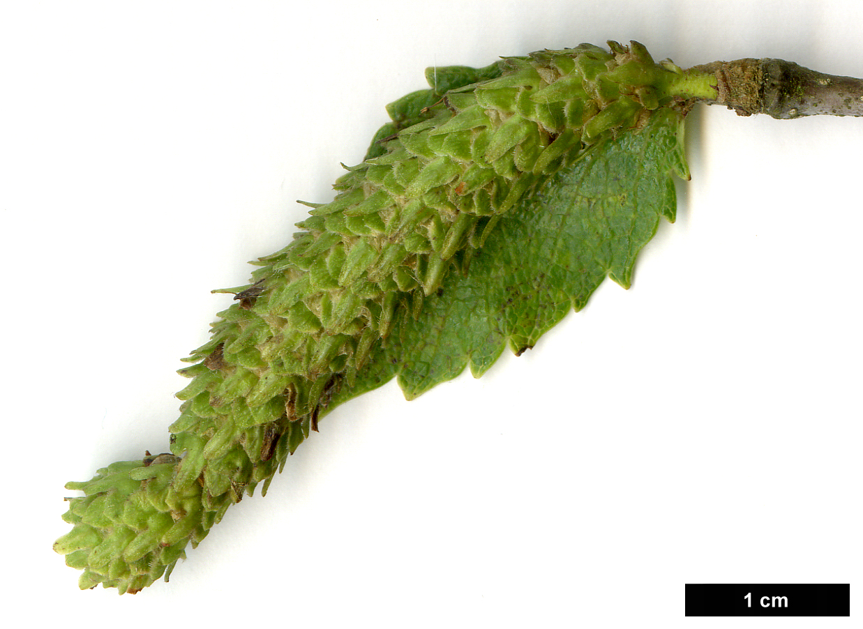 High resolution image: Family: Betulaceae - Genus: Betula - Taxon: kenaica
