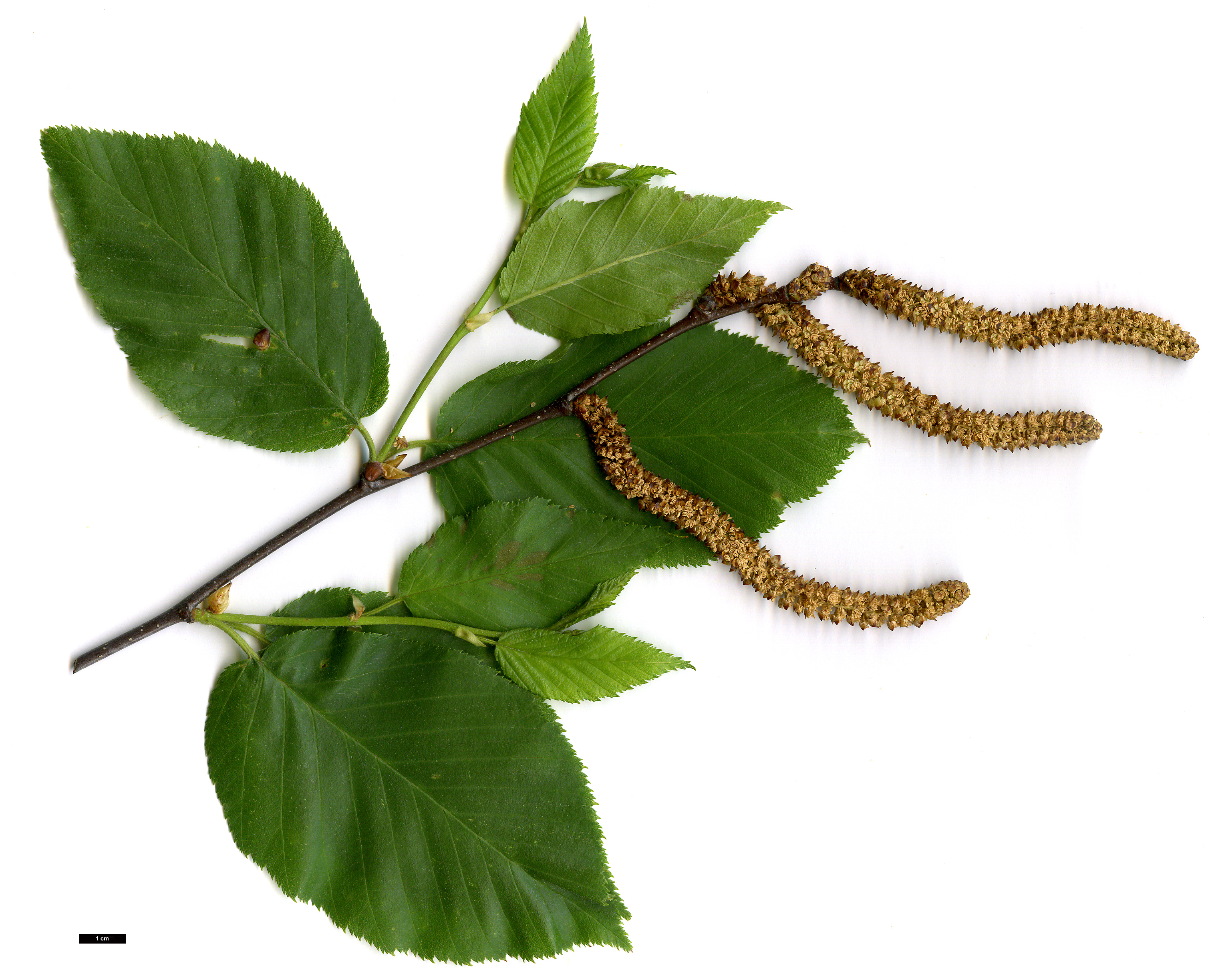 High resolution image: Family: Betulaceae - Genus: Betula - Taxon: lenta