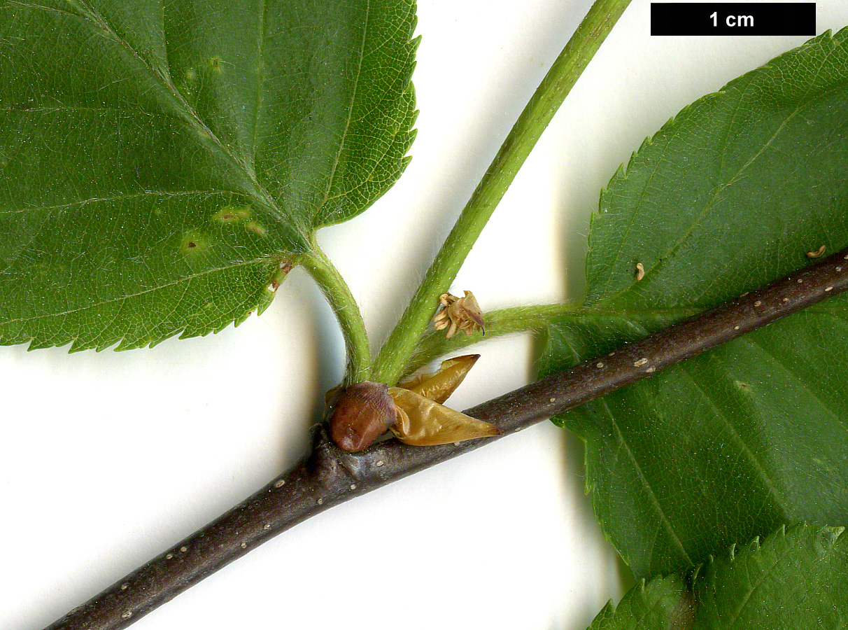 High resolution image: Family: Betulaceae - Genus: Betula - Taxon: lenta