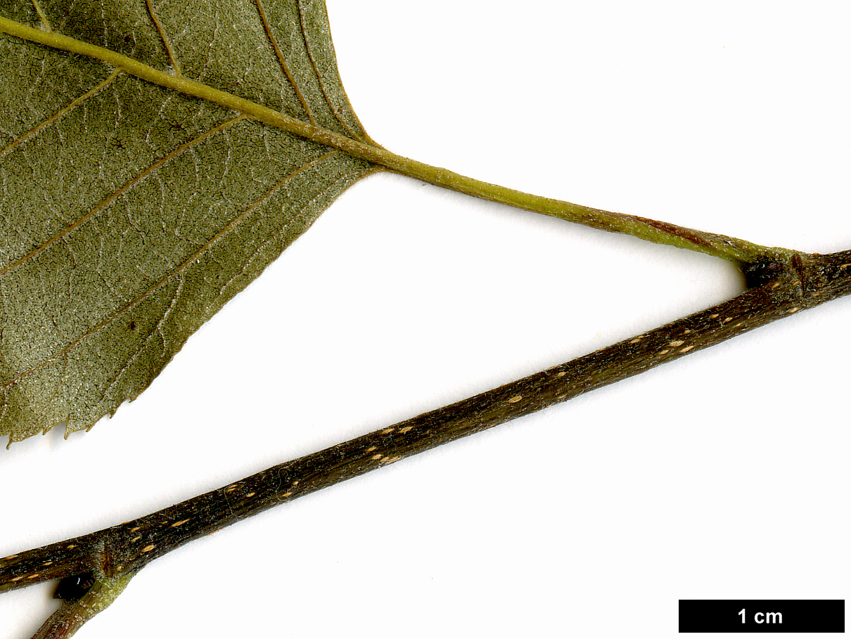 High resolution image: Family: Betulaceae - Genus: Betula - Taxon: luminifera