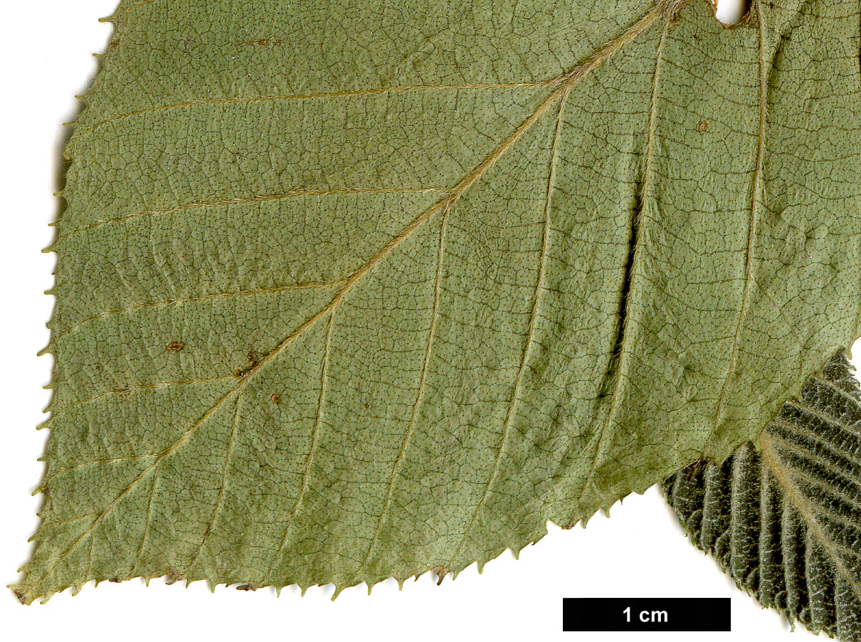 High resolution image: Family: Betulaceae - Genus: Betula - Taxon: luminifera