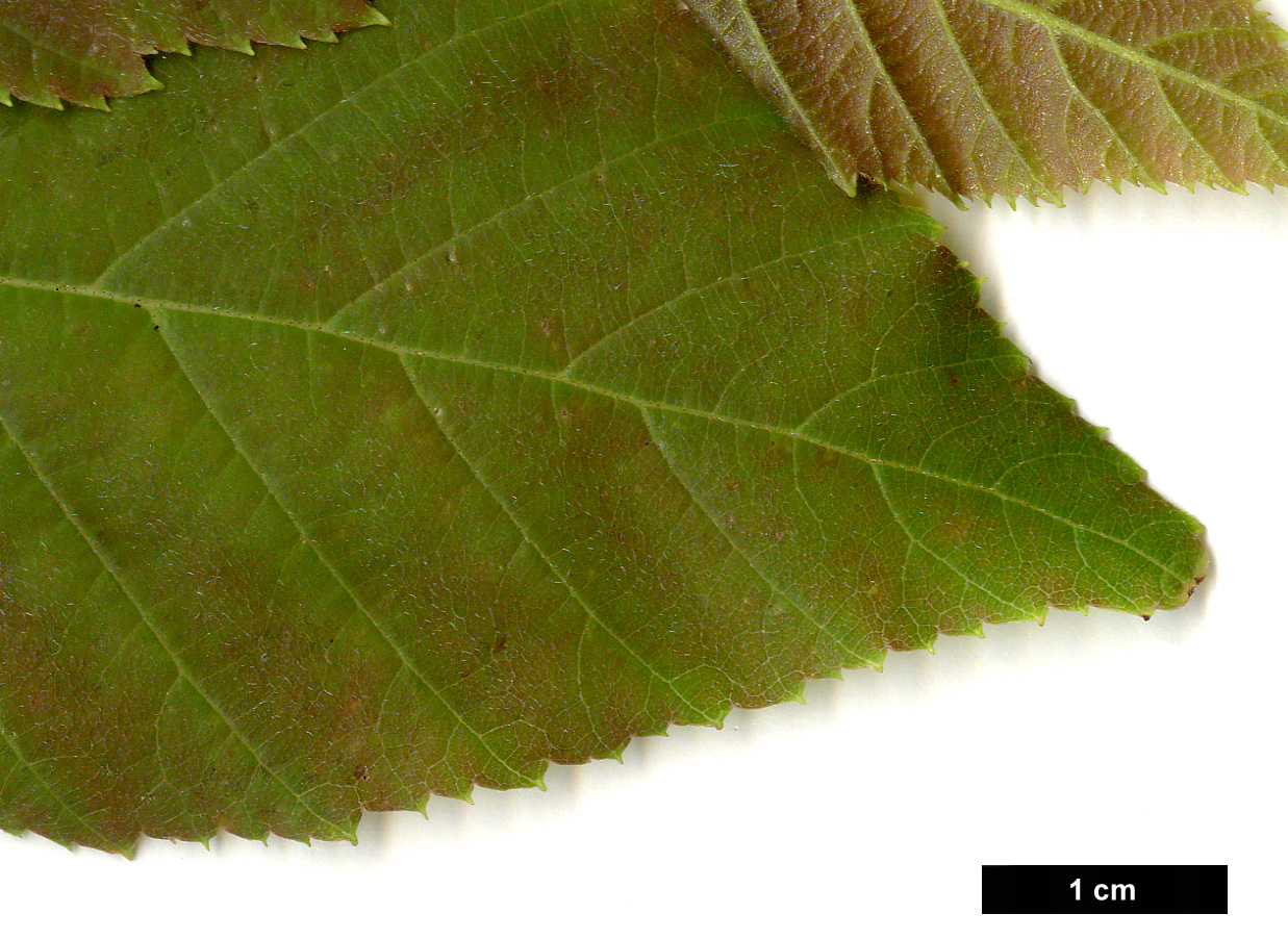 High resolution image: Family: Betulaceae - Genus: Betula - Taxon: luminifera