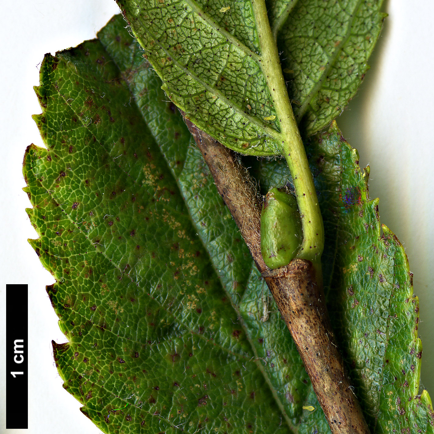 High resolution image: Family: Betulaceae - Genus: Betula - Taxon: megrelica