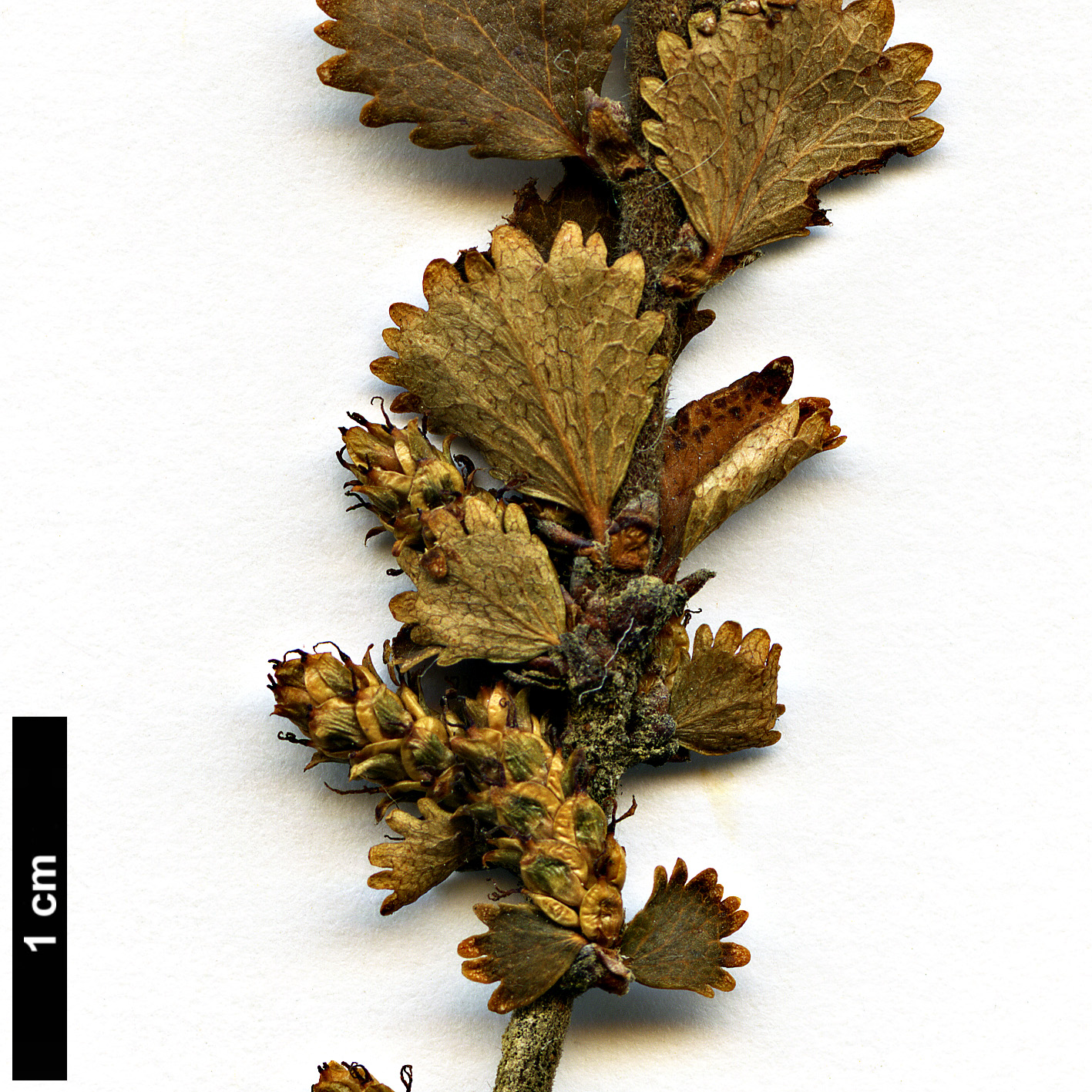 High resolution image: Family: Betulaceae - Genus: Betula - Taxon: michauxii