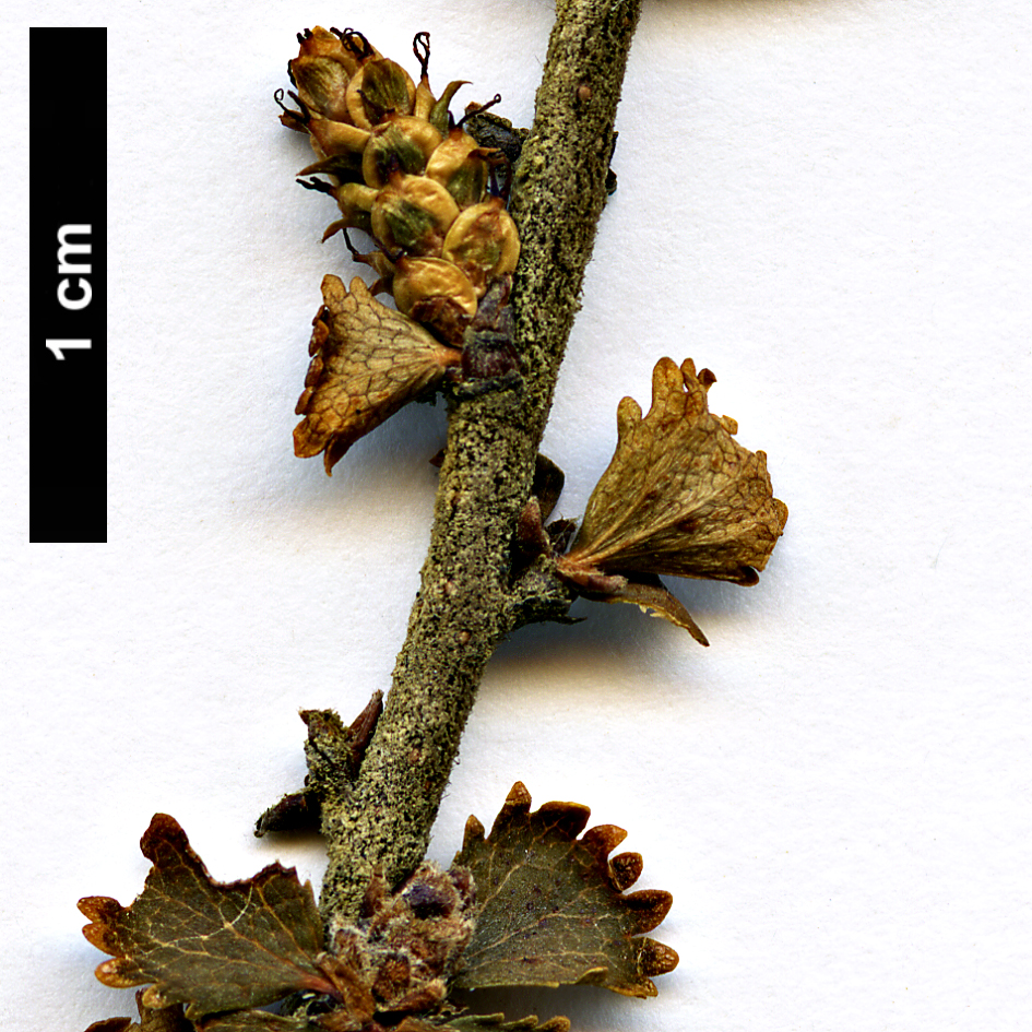 High resolution image: Family: Betulaceae - Genus: Betula - Taxon: michauxii