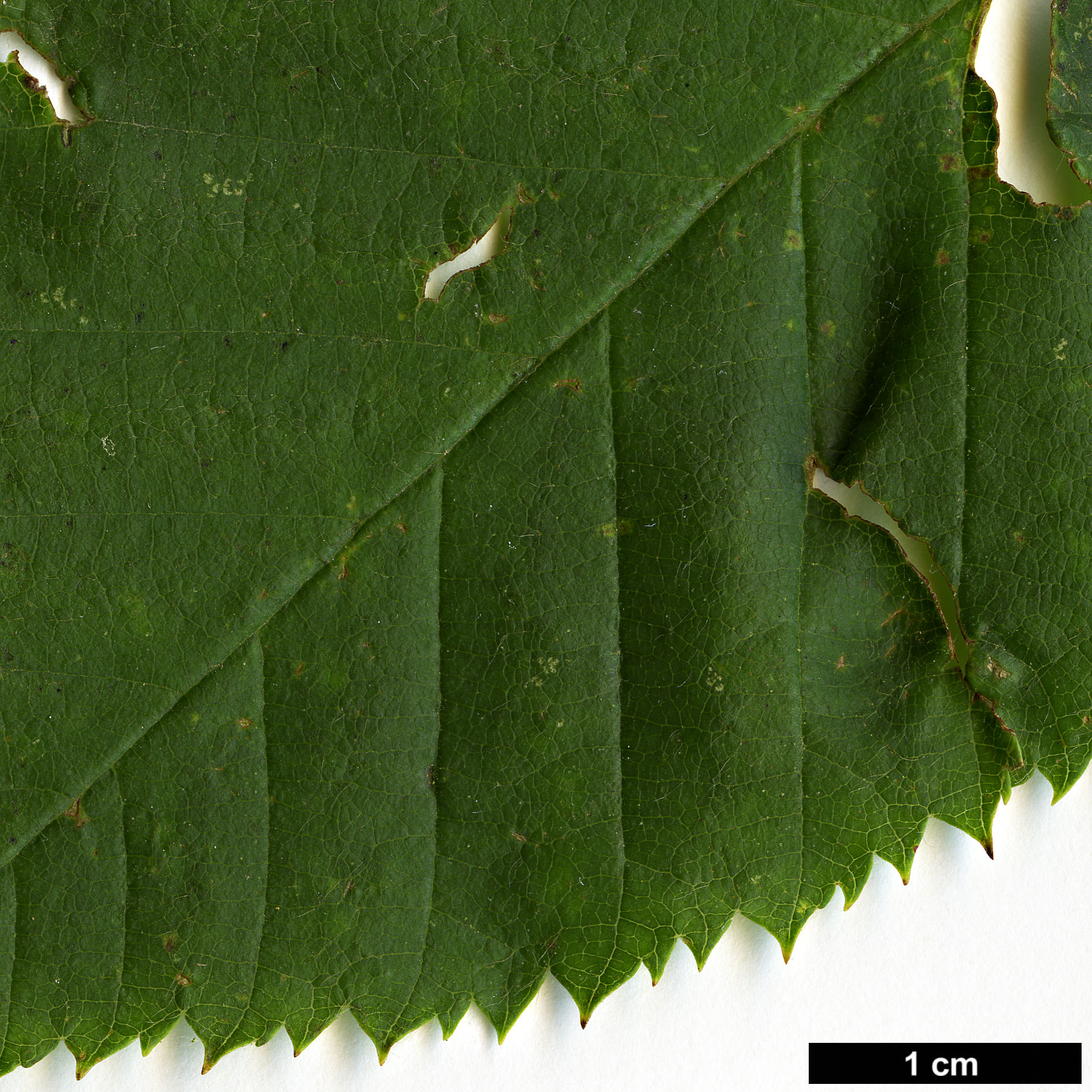 High resolution image: Family: Betulaceae - Genus: Betula - Taxon: murrayana