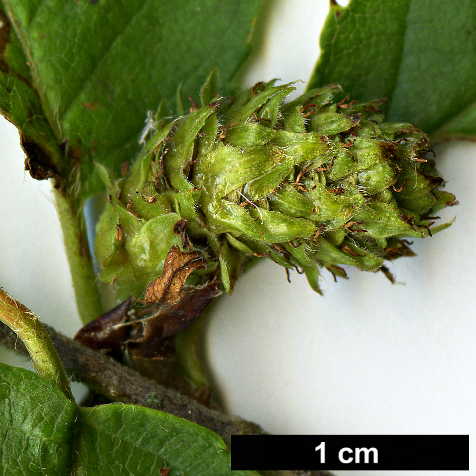 High resolution image: Family: Betulaceae - Genus: Betula - Taxon: murrayana