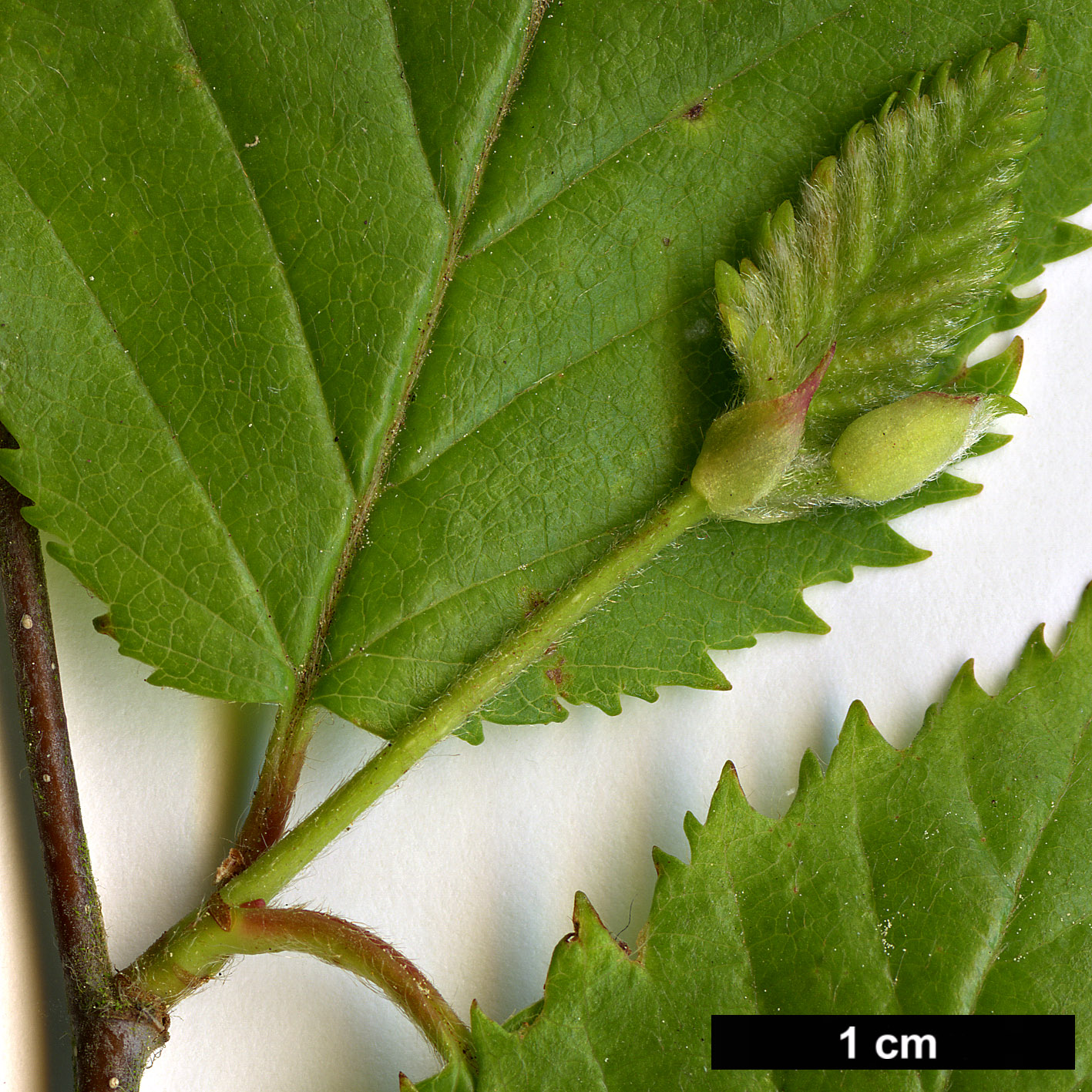 High resolution image: Family: Betulaceae - Genus: Betula - Taxon: murrayana