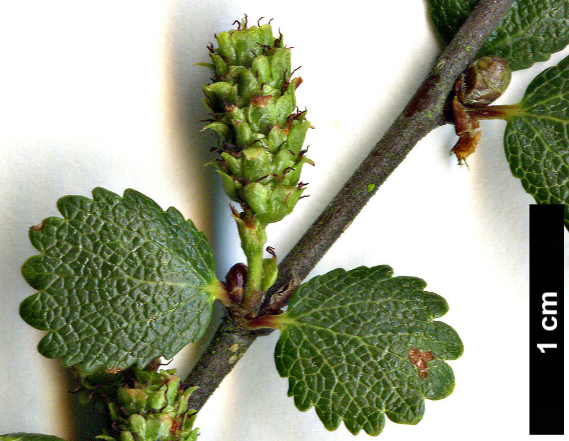 High resolution image: Family: Betulaceae - Genus: Betula - Taxon: nana - SpeciesSub: 'Glangarry'