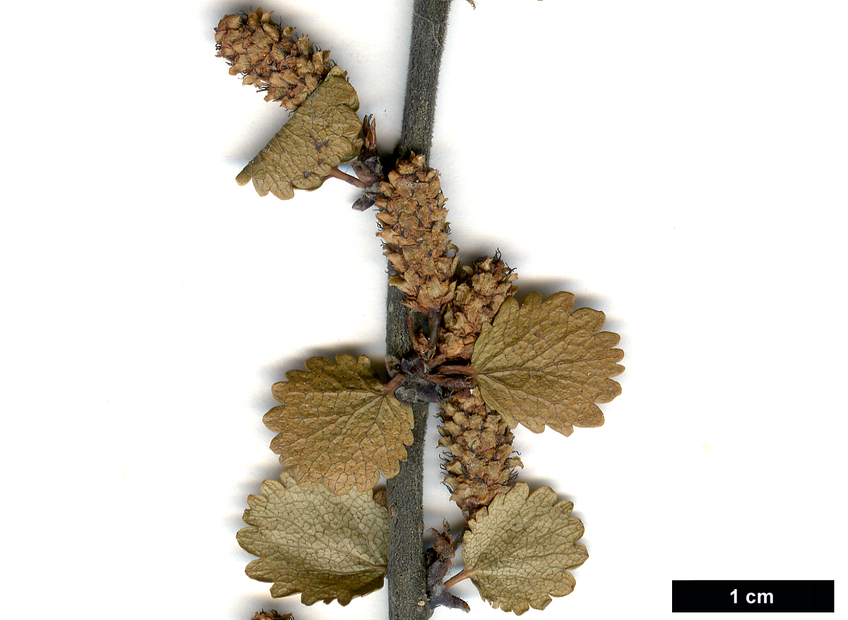 High resolution image: Family: Betulaceae - Genus: Betula - Taxon: nana