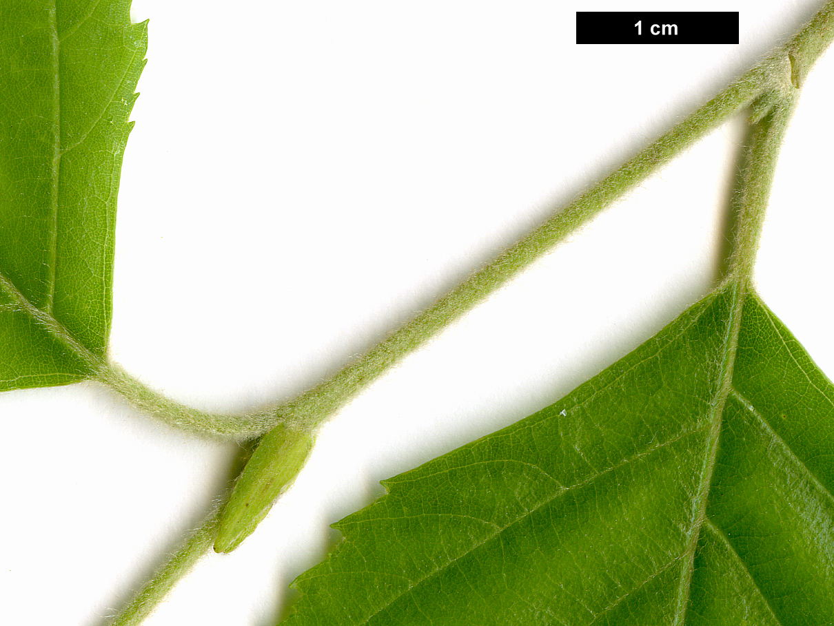 High resolution image: Family: Betulaceae - Genus: Betula - Taxon: nigra