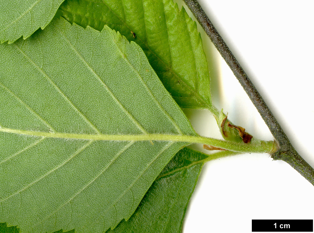 High resolution image: Family: Betulaceae - Genus: Betula - Taxon: nigra