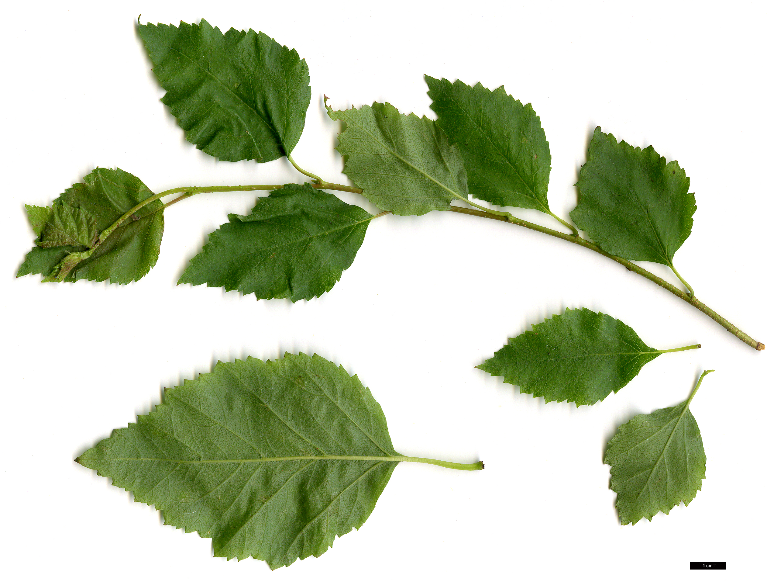 High resolution image: Family: Betulaceae - Genus: Betula - Taxon: occidentalis