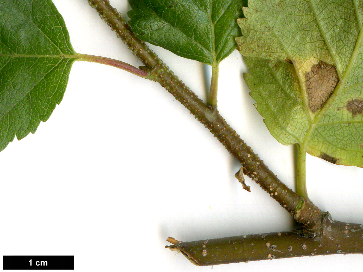 High resolution image: Family: Betulaceae - Genus: Betula - Taxon: occidentalis