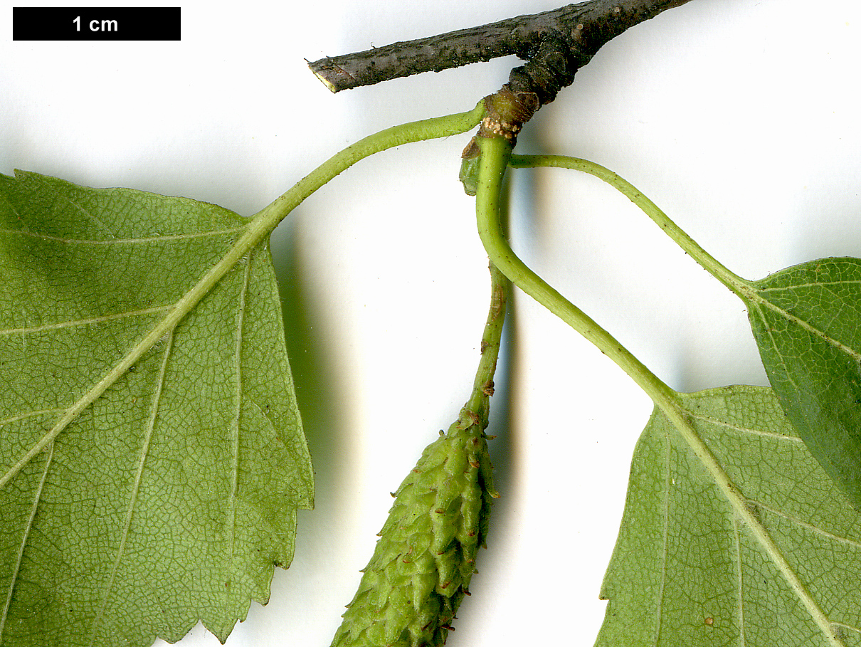 High resolution image: Family: Betulaceae - Genus: Betula - Taxon: papyrifera