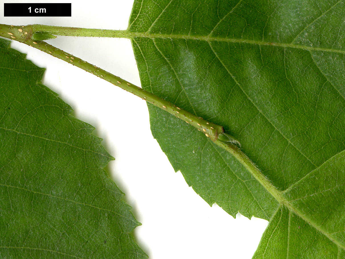 High resolution image: Family: Betulaceae - Genus: Betula - Taxon: papyrifera